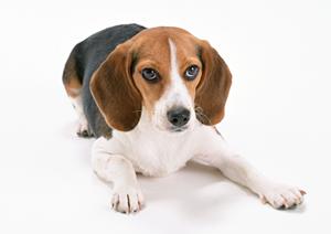 【2025年最新版】平塚で信頼できる動物病院トップ10と選ぶポイント